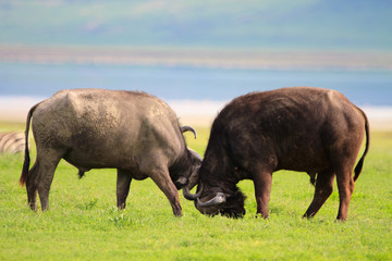 Buffalos