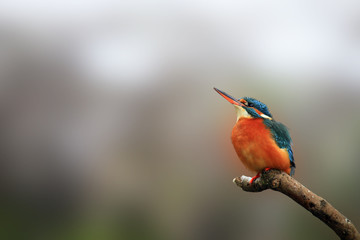 Eisvogel (Alcedo atthis)