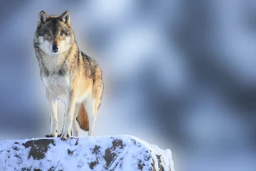 Deurstickers Wolf Wolf