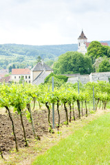 Fototapeta na wymiar vineyard at Falkenstein, Lower Austria, Austria