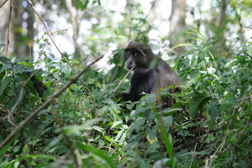 Blauaffe