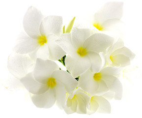 bouquet frangipanier blanc fond blanc