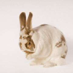 Hase putzt sich das Gesicht