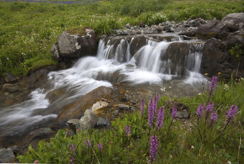 Waterfall with wild flowers - American Basin, Colorado