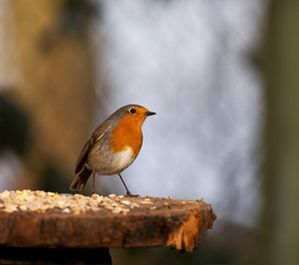 Robin perky