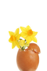 Daffodil and egg