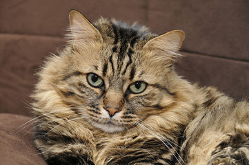 chat