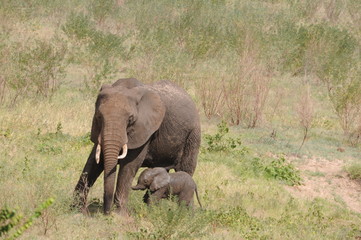 Naklejka na ściany i meble Elefantenmutter mit Baby