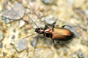 Macro d'un coléoptère doré vu de dessus