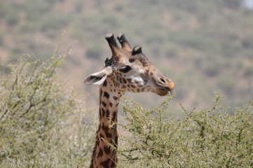 Giraffe