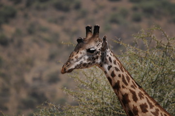 Giraffe