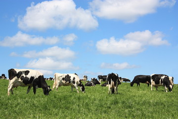 Grazing black and white Holstein dairy cattle