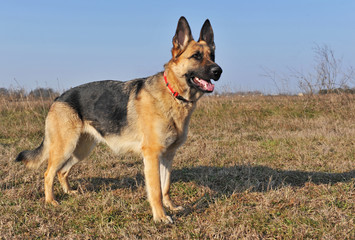 berger allemand debout