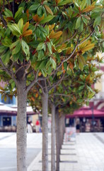 fila di alberi in città