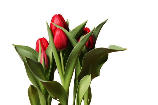 tulipani rossi su fondo bianco