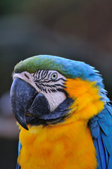 ルリコンゴウインコ