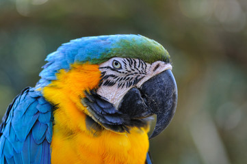 ルリコンゴウインコ