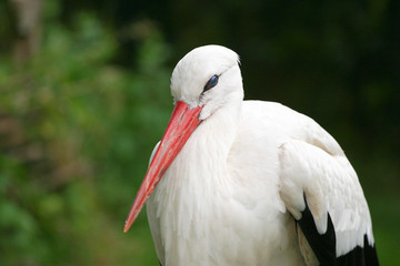 Storch
