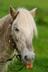 Obraz premium Pony - Zunge herausstrecken