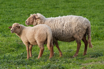 Mutterschaf mit Lamm