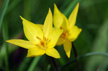 tulipa sylvestris