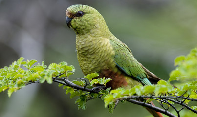 Obraz premium Austral Parakeet