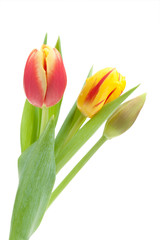 colorful spring tulips