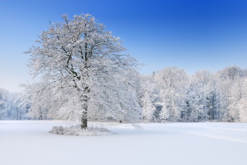 Fototapeta na wymiar winter landscape in the Netherlands