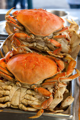 Dungeness crabs