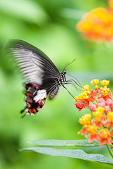 Butterfly flapping its wings