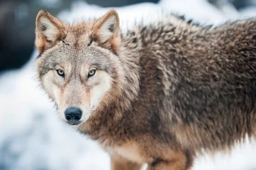 Tableaux ronds sur plexiglas Loup wolf (lat. Canis lupus)