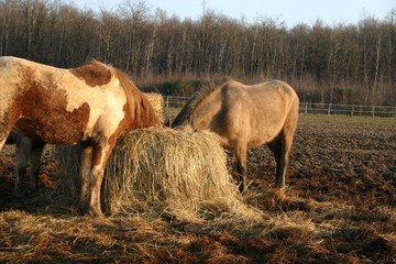 poney se regalant de foin