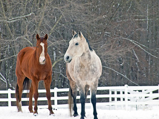 HORSES