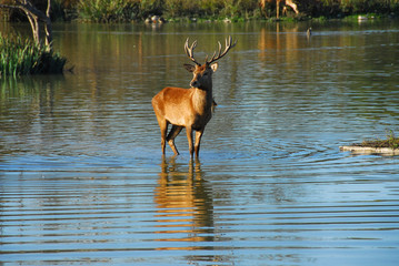 Deer in a lake