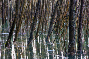 Flooded Forest