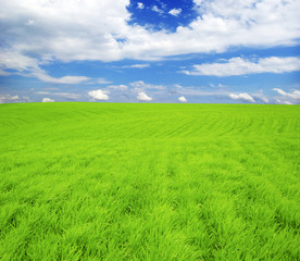 Fototapeta premium nature