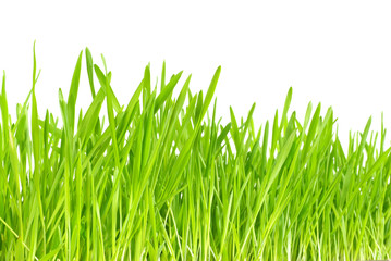 green grass