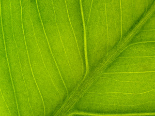 Green Leaf Macro Horizontal