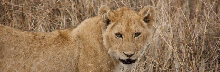 Fototapeta premium Wildkatze