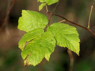 Raspberry Leaves 02