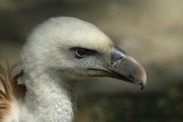 Griffon  vulture (Gyps fulvus)