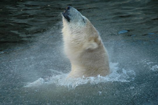 Swimming polar beer (Ursus maritimus)