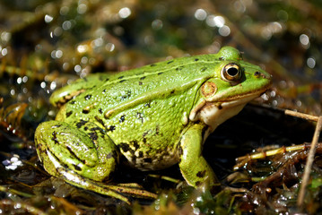 Green frog
