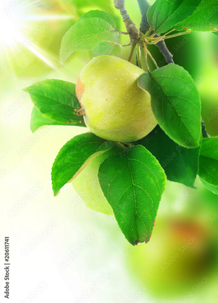 Poster Growing Apple