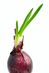 sprouts of red onion
