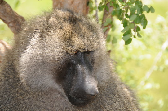 Pawian Bilder Durchsuchen 249 Archivfotos, und Videos