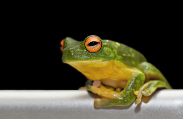 tree frog on metal rail