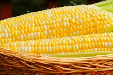 Closeup of corn on the cob in a basket