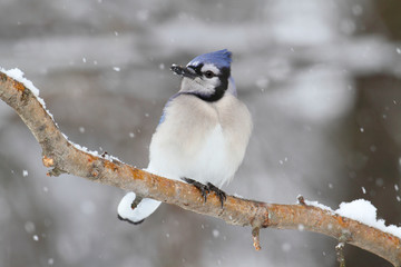 Blue Jay In Snow