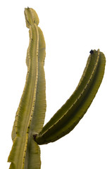 Prickly cactus